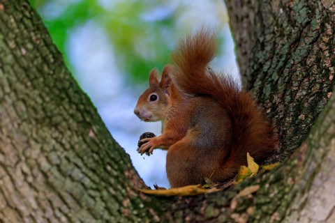 A squirrel holds its prey in a tree fork, warm fur against soft forest green, squirrel (Sciurus