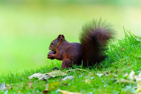 Squirrel carrying a walnut across a lush meadow, squirrel (Sciurus vulgaris), wildlife, Germany
