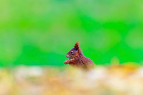Small red squirrel eating in leaves, exposed against a bright green background, squirrel (Sciurus