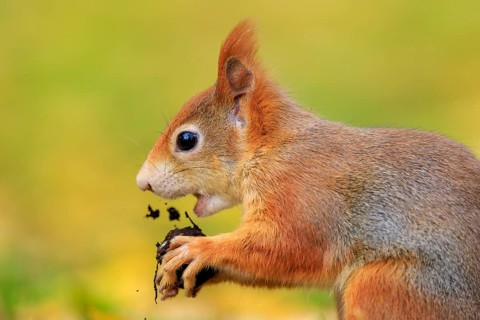 Close up portrait nibbling, fine crumbs flying, warm fur on a golden background, squirrel (Sciurus