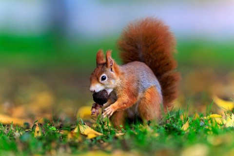 Squirrel hurrying through grass with a nut, squirrel (Sciurus vulgaris), wildlife, Germany