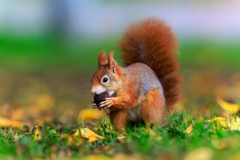 Squirrel carries a nut across the ground covered with leaves, squirrel (Sciurus vulgaris),