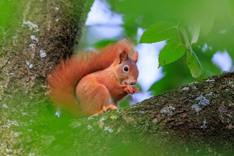 Squirrel nibbling on a branch surrounded by green leaves and gentle blur, squirrel (Sciurus