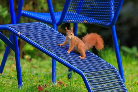 Squirrel balancing on a blue grid ramp in the garden, squirrel (Sciurus vulgaris), wildlife,