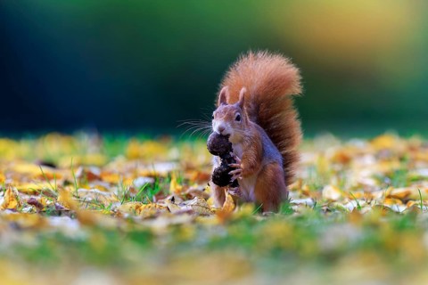 Free squirrel keeping a nut from a soft color gradient, squirrel (Sciurus vulgaris), wildlife,