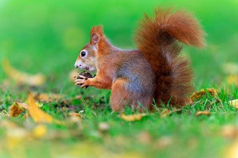Squirrel in grass with nut surrounded by soft green background, squirrel (Sciurus vulgaris),