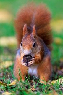 Squirrel holding a nut with both paws and looking straight ahead, squirrel (Sciurus vulgaris),