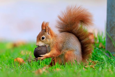 Squirrel trying to shut up a big nut, squirrel (Sciurus vulgaris), wildlife, Germany