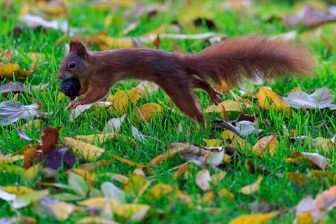 Squirrel sprints with nuts through colorful leaves, stretched body and soft background accentuate