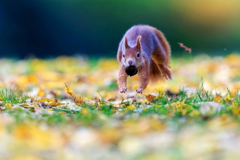 Squirrels with nuts jumping across leafy grass, lots of space and soft light create an airy autumn