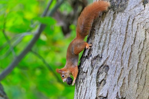 Squirrel climbs upside down a tree trunk with a nut in its mouth, lush green and bark structure