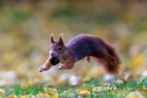 Squirrel caught sideways jumping with nut, against a soft autumn background full of energy,