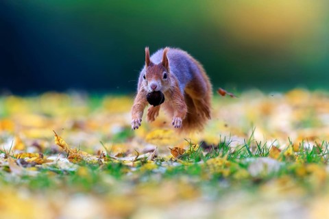 Squirrel hovers just above the meadow with nuts, autumnal colors and soft bokeh create lightness