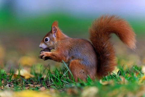 Squirrel nibbling sideways in leaves, squirrel (Sciurus vulgaris), wildlife, Germany