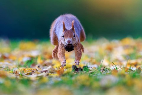 Squirrel jumping across autumnal meadow with a nut, colorful foliage and soft bokeh accentuate the