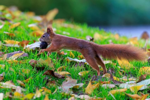 Squirrel hurries across moist autumn grass with nut, sharp motif against soft bokeh conveys