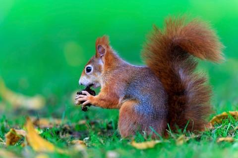 Squirrel sitting in the meadow and eating a nut between fallen leaves, squirrel (Sciurus vulgaris),