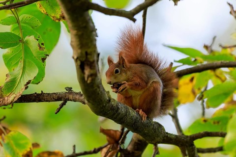 Squirrel sits on a branch and nibbles on a nut, filtered light and leaves create a quiet forest