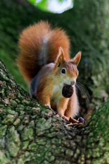 With the nut between its teeth, the squirrel bends forward with curiosity, squirrel (Sciurus