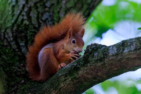 Red squirrel eating a nut on a branch against a soft green background, squirrel (Sciurus vulgaris),