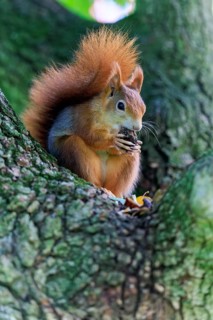 High on the trunk, the squirrel enjoys its nut in quiet surroundings, squirrel (Sciurus vulgaris),