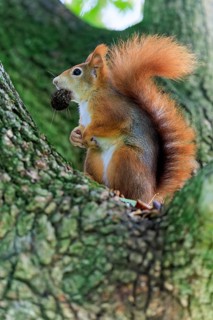 Set up with a nut in its mouth, the squirrel listens carefully in the forest, squirrel (Sciurus