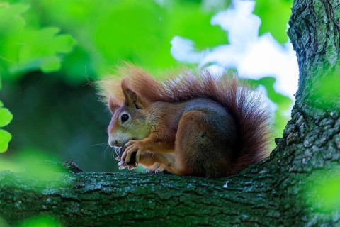 On a branch, the squirrel hides in green leaves and nibbles softly, squirrel (Sciurus vulgaris),