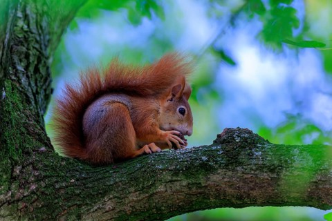 Squirrel lies close to a branch and nibbles calmly on a nut, squirrel (Sciurus vulgaris), wildlife,