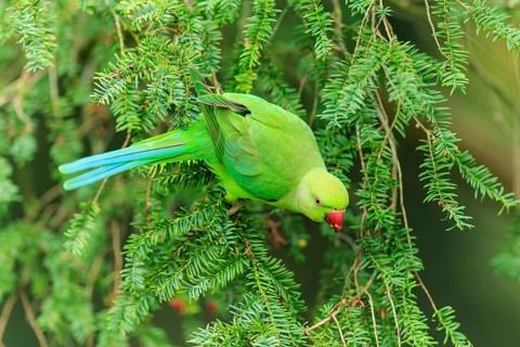 A collared parakeet climbs on hanging conifers and appears calm in lush green, collared parakeet