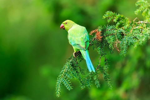 A green collared parakeet resting on a conifer against a soft, bright green background, collared