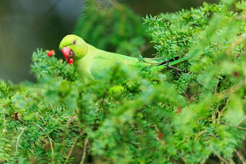 The parakeet nibbles on a red berry between dense conifers, collared parakeet (Psittacula krameri),