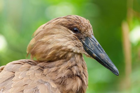 Lateral profile of a hammerhead, sharp gaze and textured plumage against a vivid green background,
