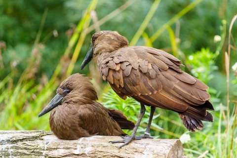 Two hammerheads on a trunk, brown plumage against soft green, silent wildlife scene, Hammerkopf,