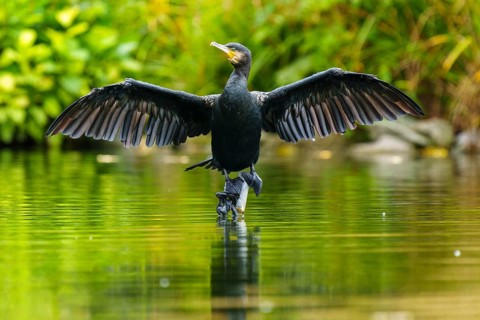 A cormorant spreads its wings on a stone in a quiet pond, the water reflects it, the shore is