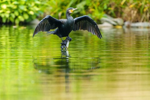 Cormorant with spread wings reflected on calm water surface, cormorant, (Phalacrocorax carbo),