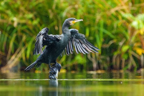 Cormorant shakes off drops and spreads wings over water, cormorant, (Phalacrocorax carbo),