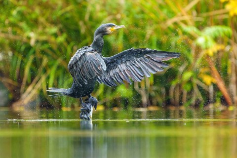 Cormorant throws off water, wings wide open, cormorant, (Phalacrocorax carbo), wildlife, Germany