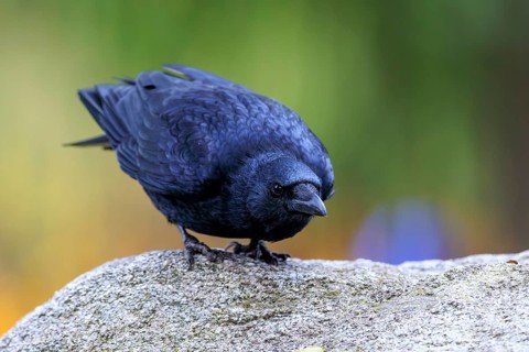 Curiously tilted crow on a rock in front of cool green-purple bokeh, raven crow (Corvus corone)