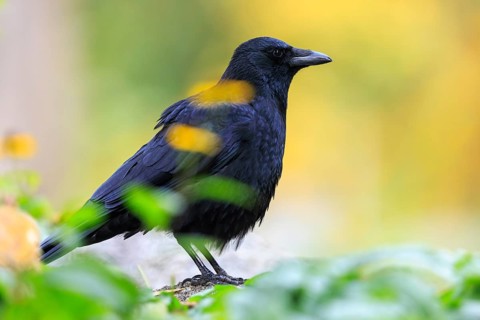 Crow in profile between blurred leaves in front of warm autumn bokeh, raven crow (Corvus corone)