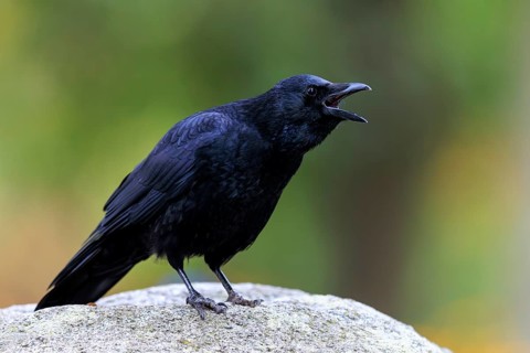 Calling crow with open beak on a stone in front of soft green, raven crow (Corvus corone) wildlife,