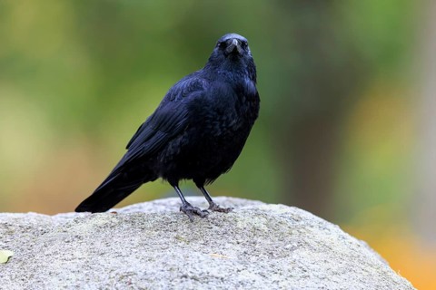 Black crow on a rock in front of soft green-yellow bokeh, watchful gaze, raven crow (Corvus corone)