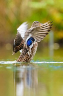 Close to the flapping of a wing, the blue wing mirror glows over the smooth water surface, mallard