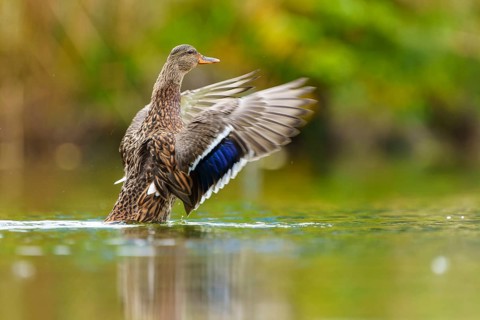 The mallard stretches its wings and is reflected in the soft green of still water, mallard (Anas