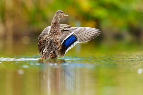 A mallard stretches its wings, the blue wing mirror glows over calm green water, mallard (Anas