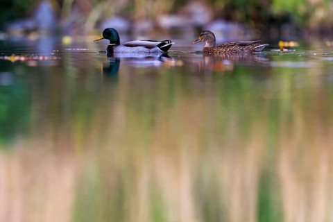 Two mallards swim sideways in front of reed-like reflections in muted shades of green and brown,