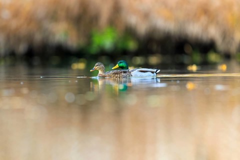 A pair of ducks moves softly across shimmering golden water in warm autumn light, mallard (Anas