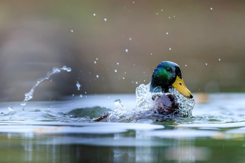 A drake emerges and shakes off water, drops of pearls in the light, mallard (Anas platyrhynchos),