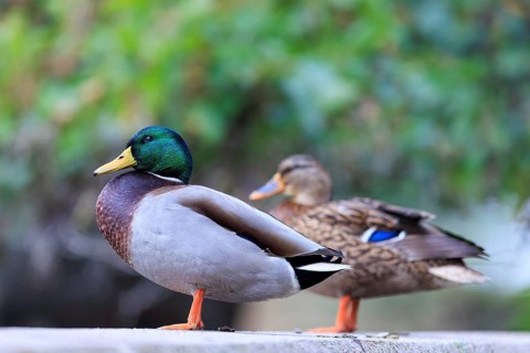 On the shore, the drake is in the foreground, the partner soft in the background, carried by gentle