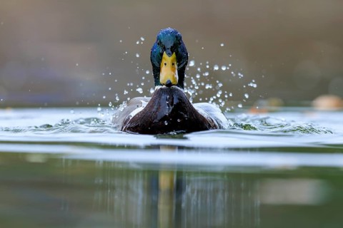 Two ducks break through the water surface, drops fly and the scene looks energetic, mallard (Anas