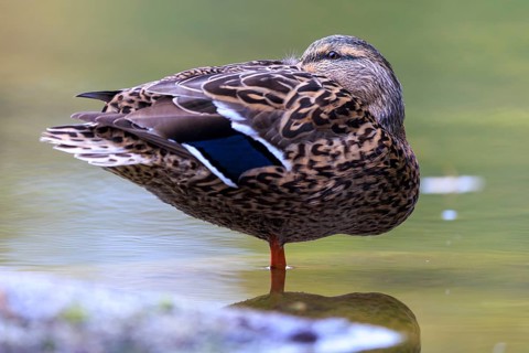 The duck lady stands calmly on one leg in shallow water, fine pattern and reflection in soft green,